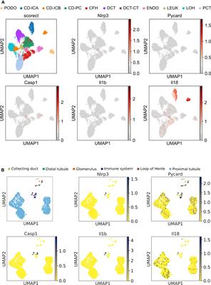 No NLRP3 inflammasome activity in kidney epithelial cells, not even when the NLRP3-A350V Muckle-Wells variant is expressed in podocytes of diabetic mice